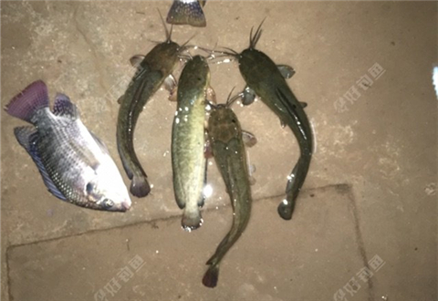 深夜再战暗流，连杆目标鱼