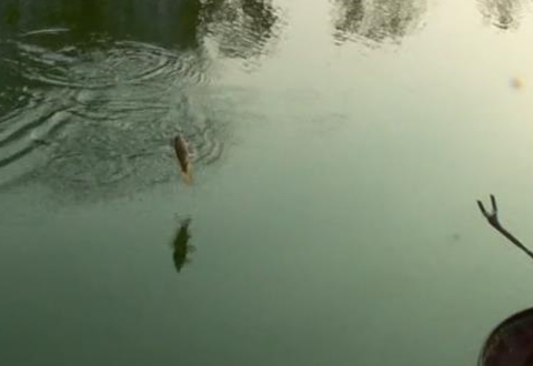  饵熟能详 冬季南方自然水域钓鲫配方 [视频]