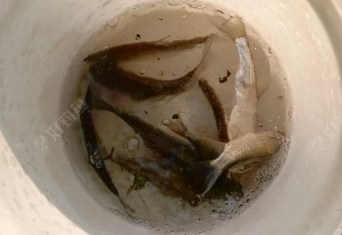 继续垂钓昨天窝点,钓鱼就是要耐下性子