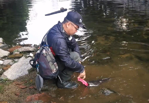 阿坚探钓之旅 臭水沟战鲶鱼 [视频]