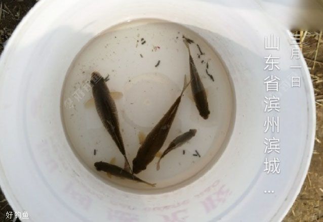 老子:道生一,一生二,二生三,等明天