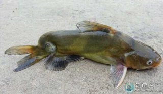 夏季串钩野钓黄颡鱼的技巧解析