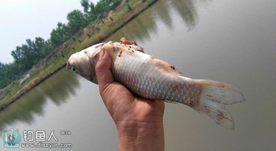 烈日艳阳弯弓展 腐败塘边过尽兴