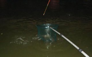 夏季夜钓的七个实用常识
