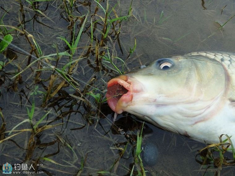 烟雨蒙蒙战大洪湖狂拉七尾野生鲤鱼