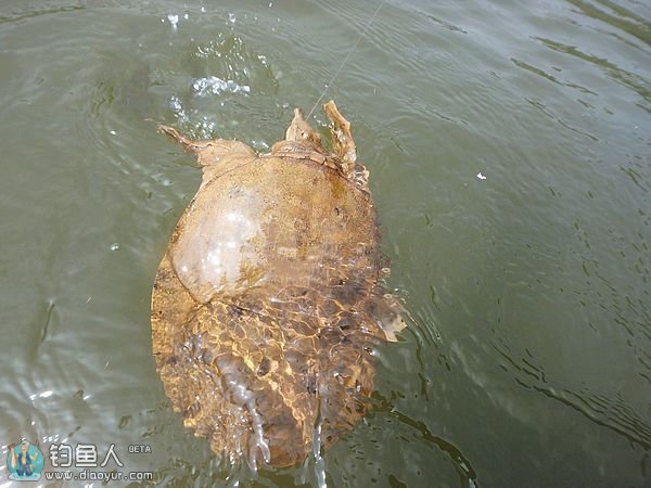 再战五强溪水库疯狂斩获10余样品种鱼