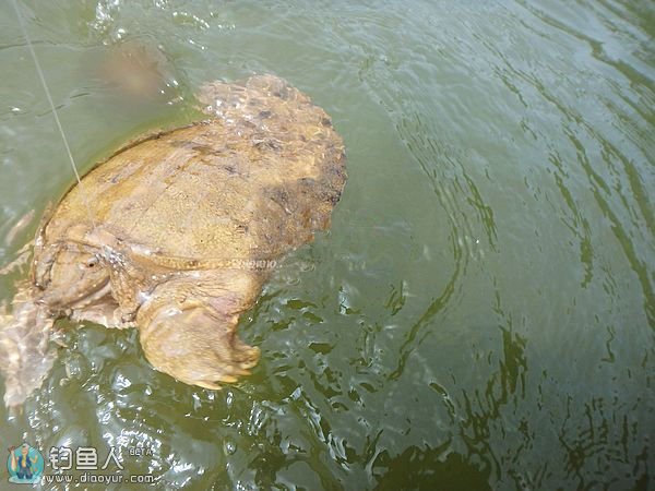 再战五强溪水库疯狂斩获10余样品种鱼