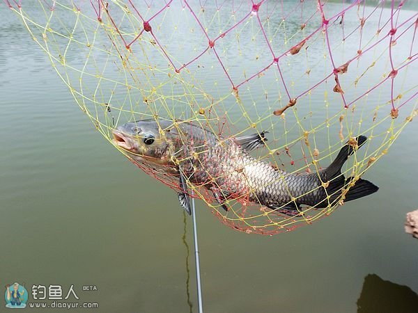 再战五强溪水库疯狂斩获10余样品种鱼