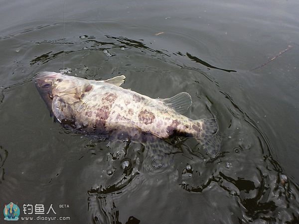 再战五强溪水库疯狂斩获10余样品种鱼