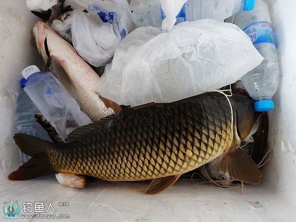 再战五强溪水库疯狂斩获10余样品种鱼