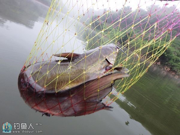 再战五强溪水库疯狂斩获10余样品种鱼