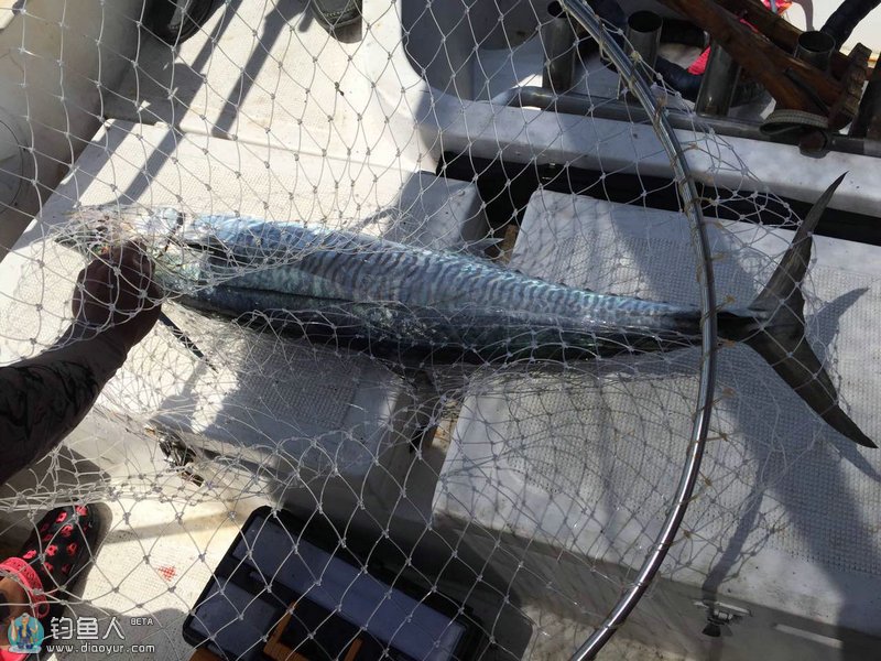 铁板钓战东山岛外海 狂拉马鲛鱼小爆船