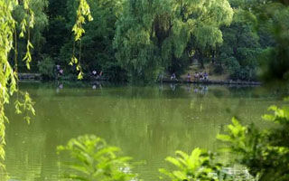 盛夏肥水塘追鲤绝技分析