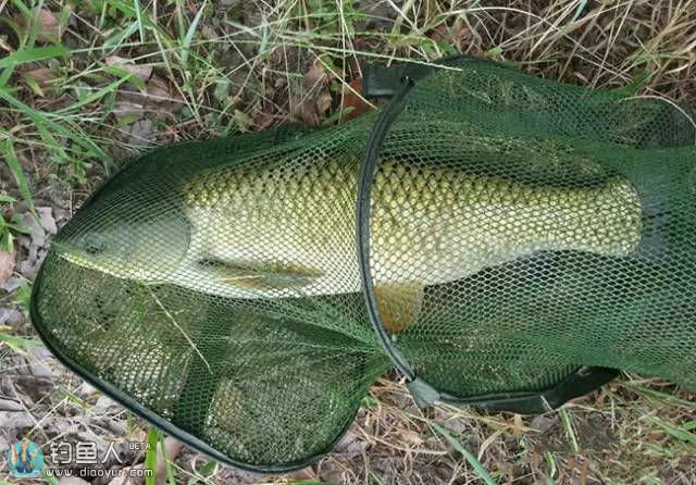 颱風過後釣山塘,收穫大草魚大板鯽