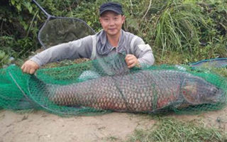 泼河水库玉米打重窝库钓巨青大鲤丰收