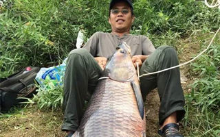 这地方巨青频出,鱼鳞足有烟盒一半大