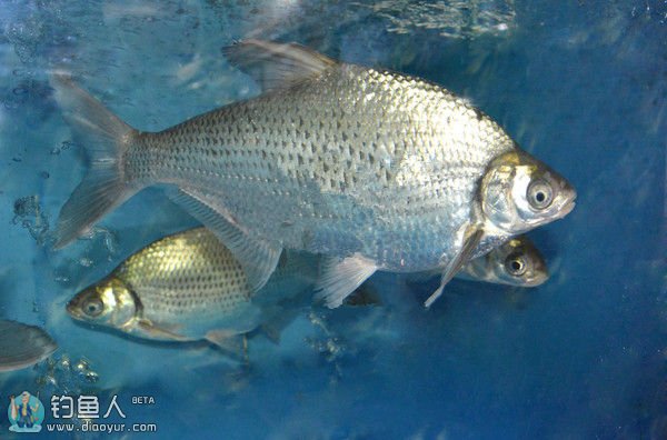 淡水食用鱼的种类图片