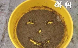 再谈黑坑钓鱼饵料配方那些事