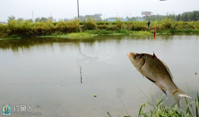 江苏兴化钓鱼图片