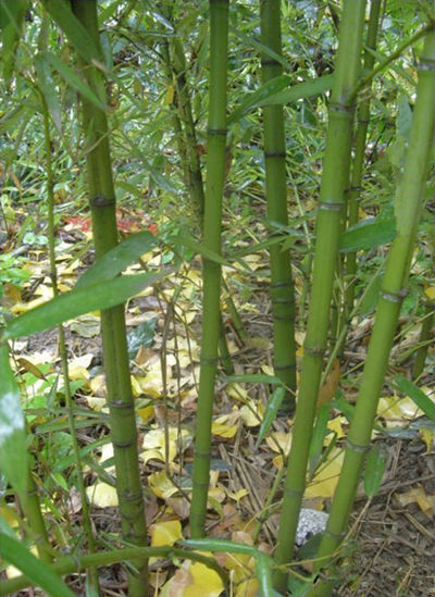 昆明罗汉竹种植基地图片
