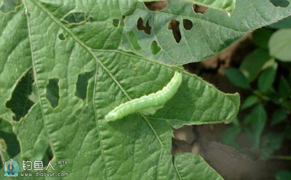 菜青虫野钓鲫鱼效果甚好