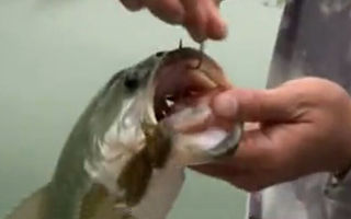 托马斯路亚日记：探秘南沙湖（上）再战鲈鱼 [视频]