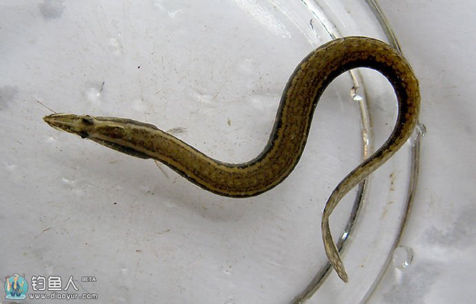 大刺鳅也叫镰刀鱼,因体型像把割禾的镰刀,所以叫镰刀鱼.