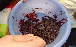 冬钓首选钓饵——红虫的使用技巧