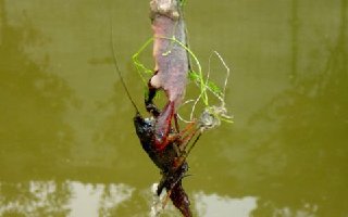 野河手竿钓龙虾的垂钓方法与技巧