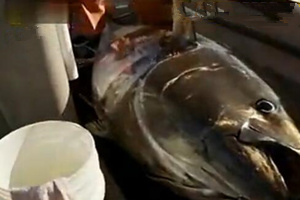 狡猾黑鲔殊死战第一季05 天人交战 俘获千磅黑鲔 [视频]