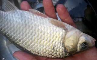 冬春低温钓大鲫鱼的窝料与钓饵搭配