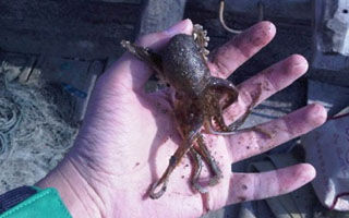 海钓章鱼的五大技巧全解析