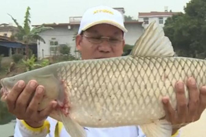 《涉钓英雄传》强竿硬战罗非 南靖水塘戮战大草 [视频]