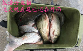 漫天飞雪战新坑 鱼情爆口擒鲫、鲢鱼