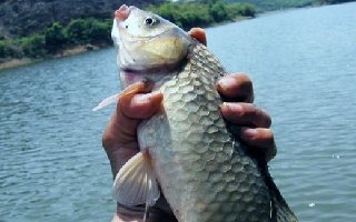 春冬季节钓鲫鱼的高手实战技巧