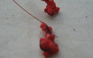 空钩蘸粉钓鱼方法与从蘸粉钓看台钓饵料
