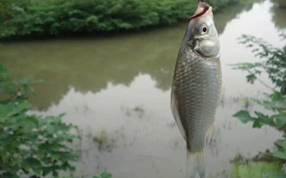 三春时段钓鲫各不同（早春、仲春、暮春）