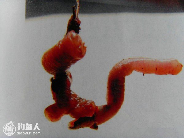 可以使用的饵料很庞杂,比如:蚯蚓,红虫,生肥肉丁,蚂蟥,面团,鱼眼,鱼肠