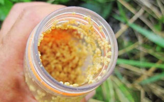 简单廉价的野钓饵料配方与酒米的泡制