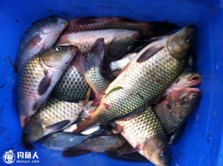 水库夜钓选位笑太傻不服弯弓飞公斤鲤