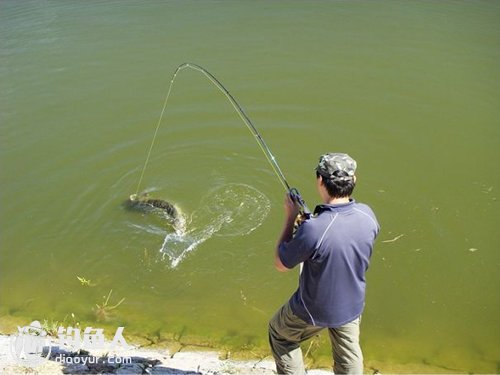 跑鱼_跑鱼的原因_钓鱼百科「钓鱼人」