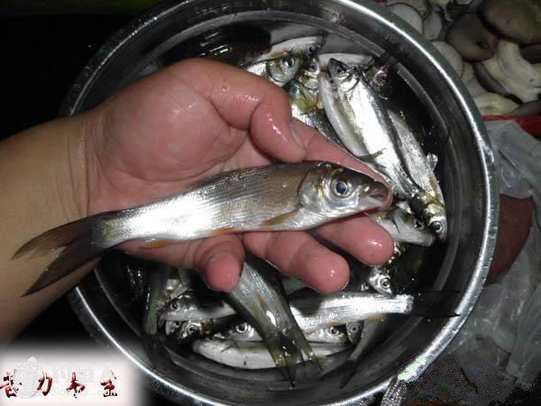 海竿底钓鲴鱼的钓组制作与使用