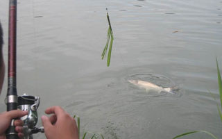 江河夏钓草鱼的选时选点与垂钓技法