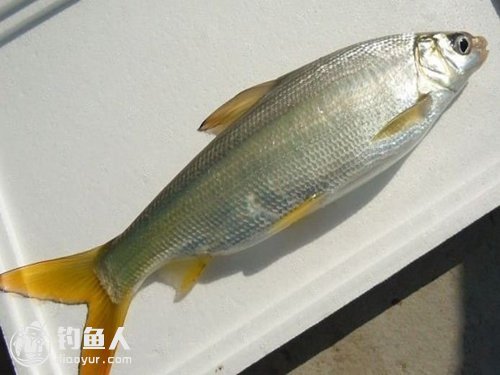 黄尾鱼图片营养价值图片
