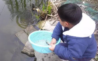 乡下好风光把鱼钓,斩野鲫鱼再放流