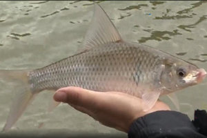 《江湖行》广西踏春行（三）玉林水库野钓白鲮 [视频]