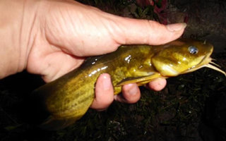 夏季急流水中夜钓黄颡鱼技巧