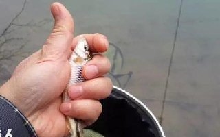 解决和预防小鱼闹窝的20种办法