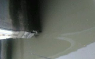 鱼的警觉性4：鱼的味觉、听觉、视觉介绍