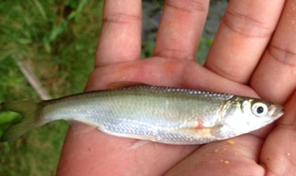野外钓鱼常见的九种小杂鱼介绍